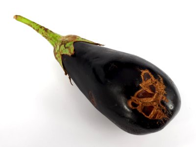 Eggplant scab 2017 I