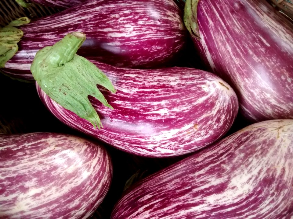 Eggplants in Carrboro