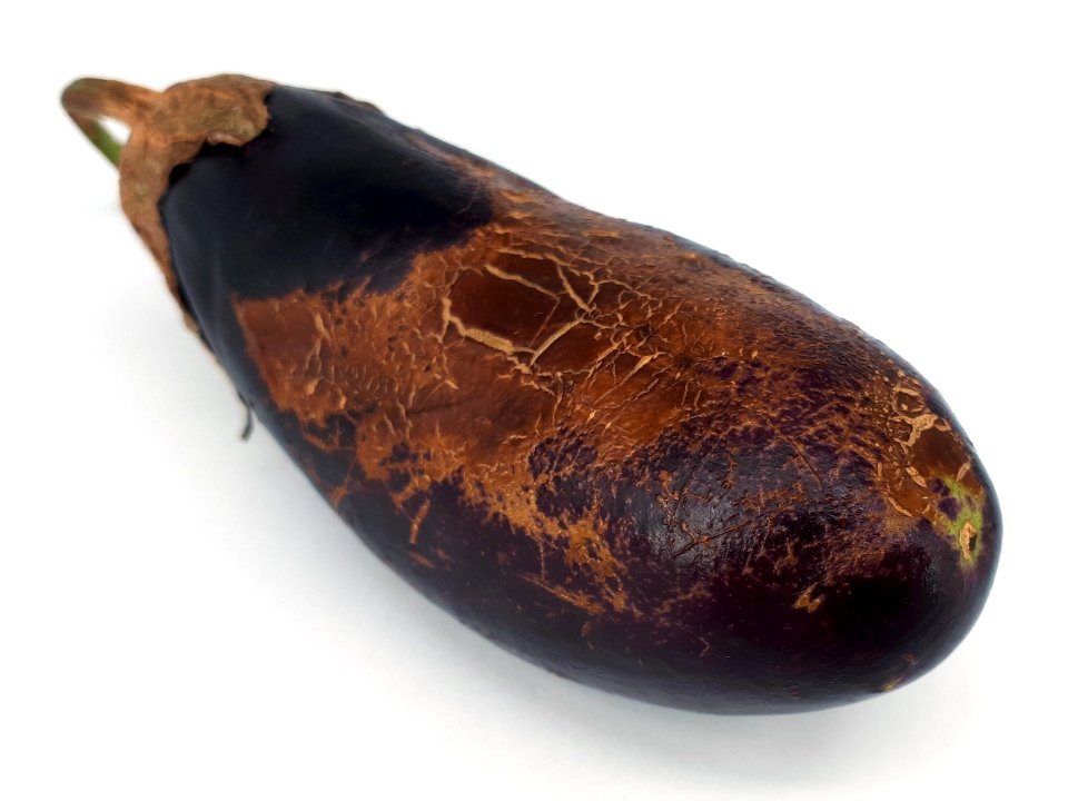 Eggplant scab 2017 E1