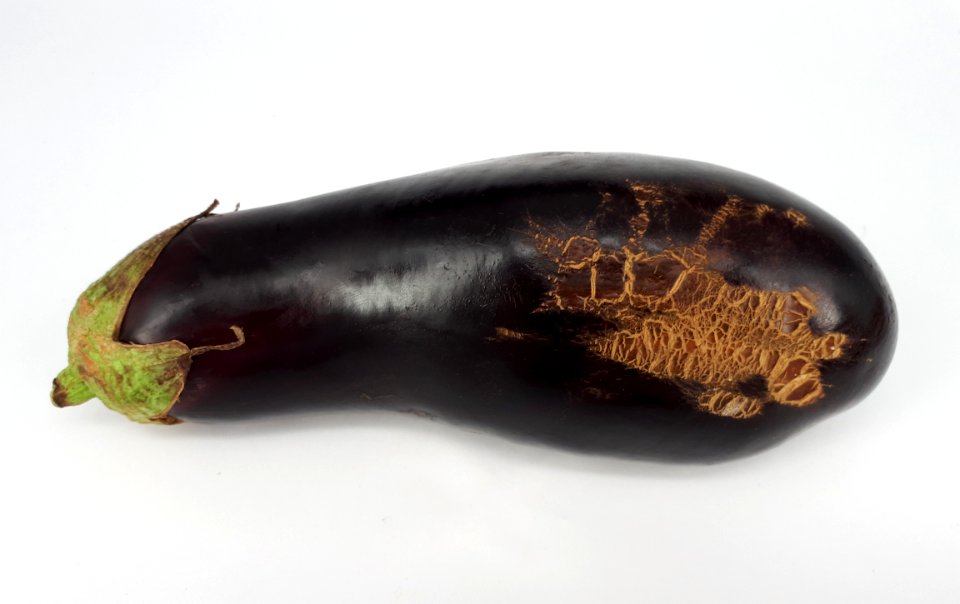 Eggplant scab 2017 B1