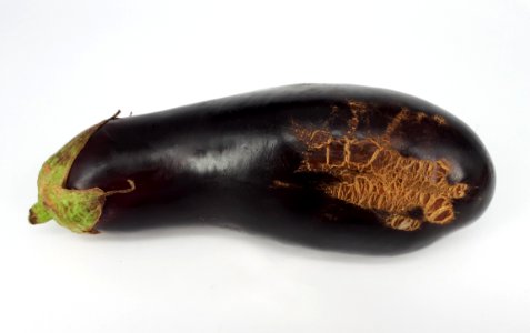 Eggplant scab 2017 B1
