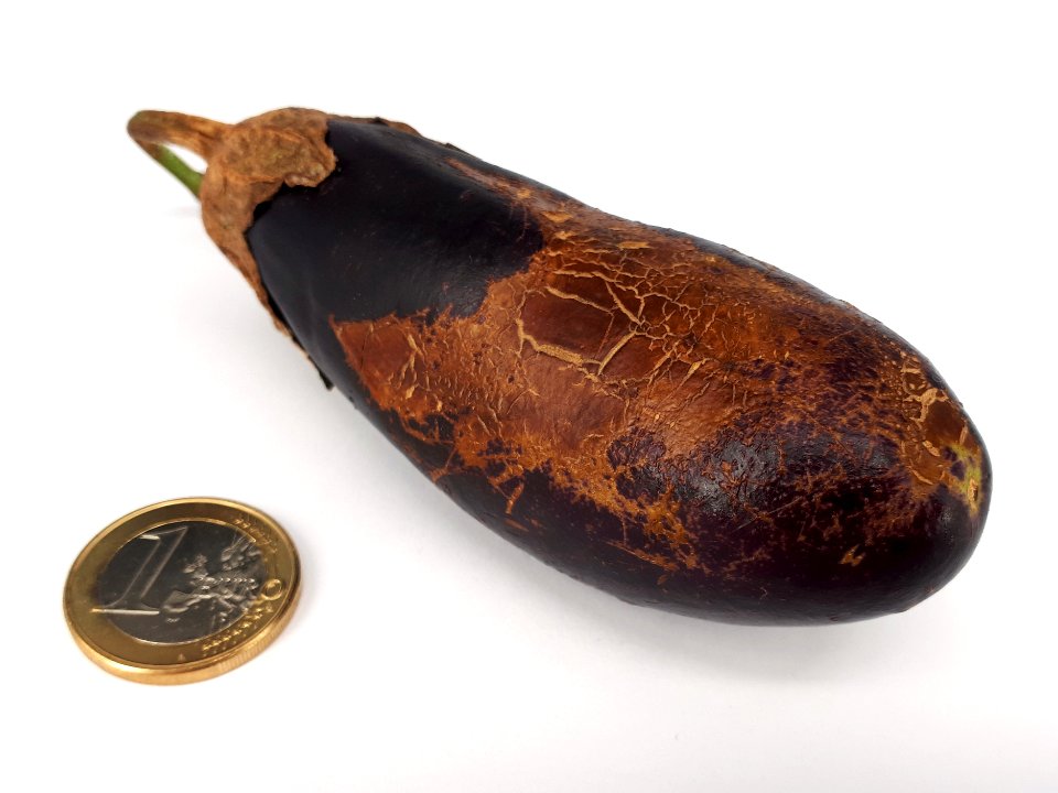 Eggplant scab 2017 E2