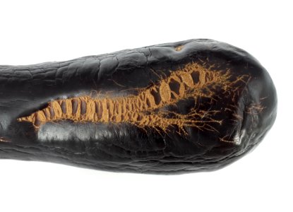 Eggplant scab 2017 D2