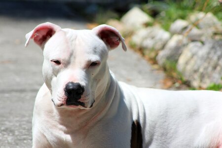 Bright sun pet animal