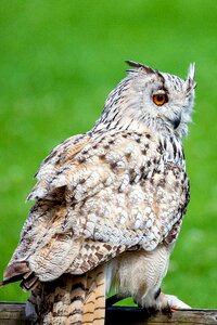 Bird of prey feather raptor