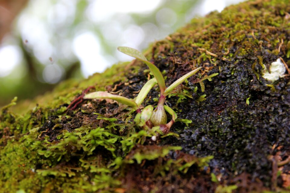 Forest natural plant