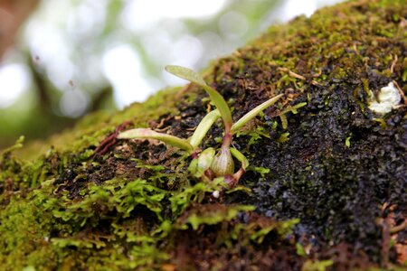 Forest natural plant photo