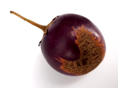 Eggplant scab 2017 Q