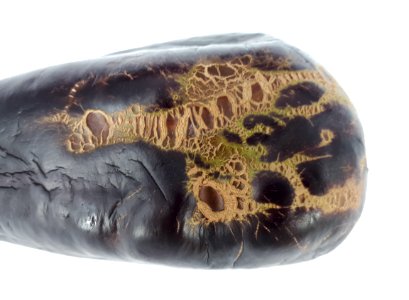 Eggplant scab 2017 C2