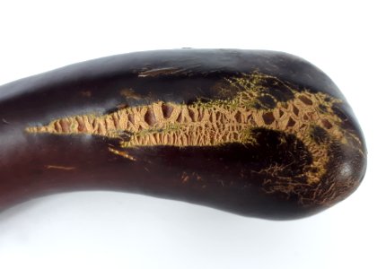 Eggplant scab 2017 A2