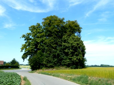 Eghezee-Tumulus aux Six Frères (3)