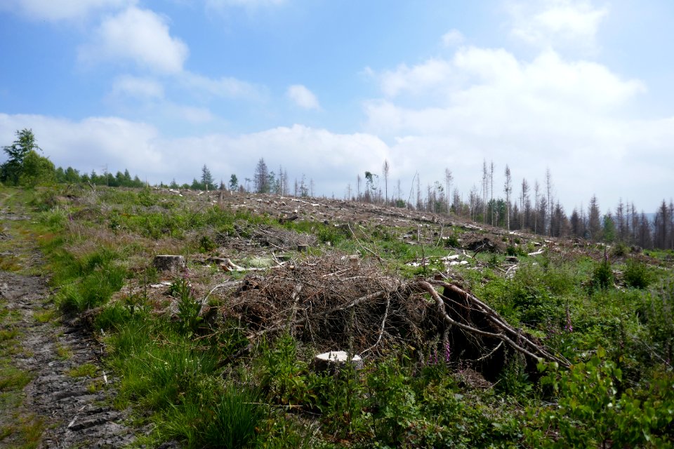 Eggeweg - Fichtensterben - 03