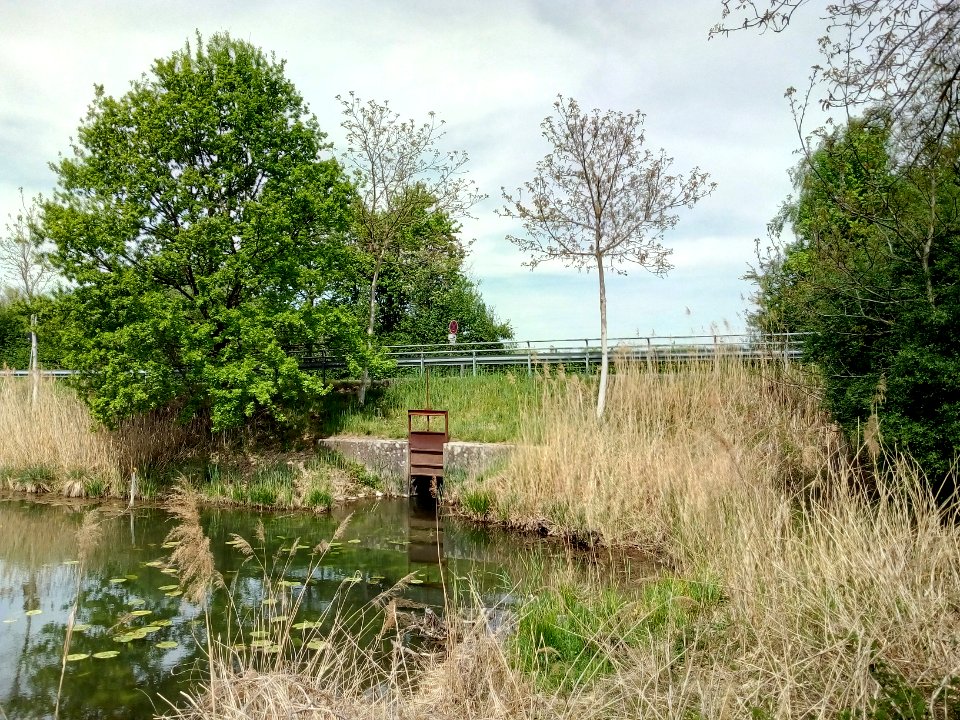Eggensteiner Altrhein, Durchlass Kopfweg