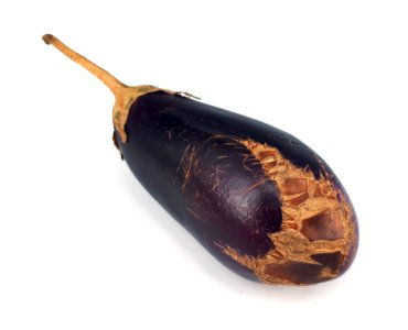 Eggplant scab 2017 G3