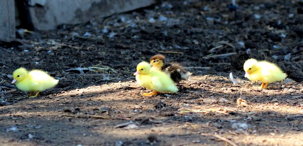 Fluffy chicken small photo