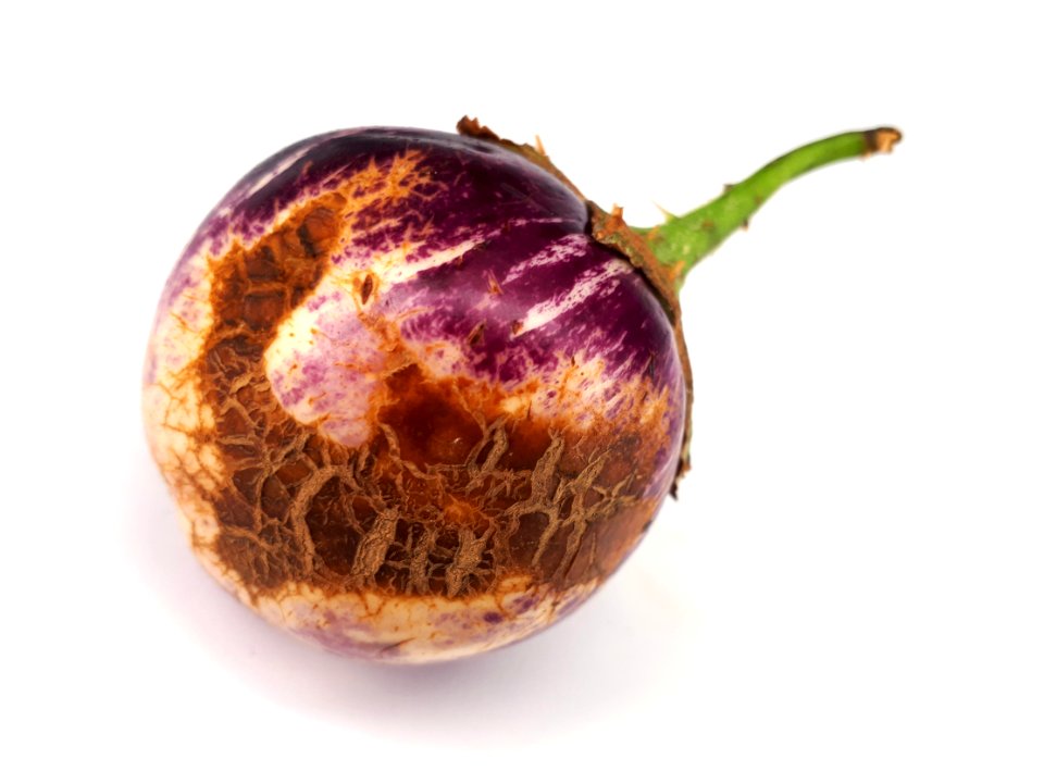 Eggplant scab 2017 M3