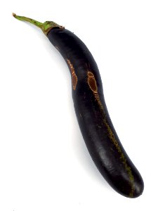 Eggplant scab 2017 J