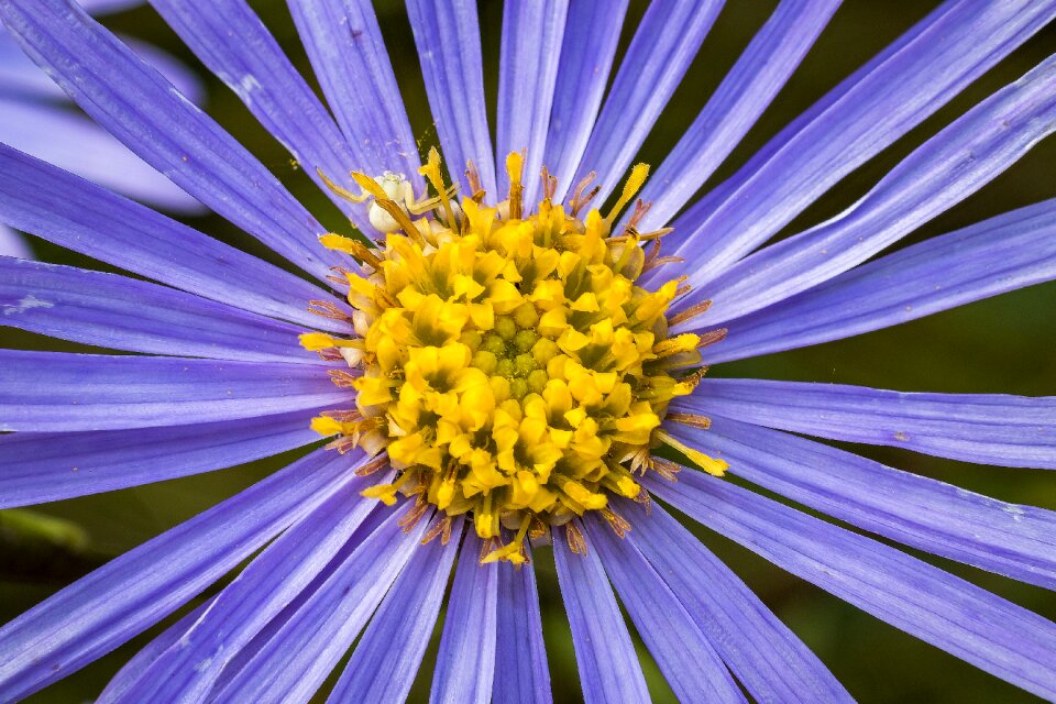 Bloom nature purple flower photo