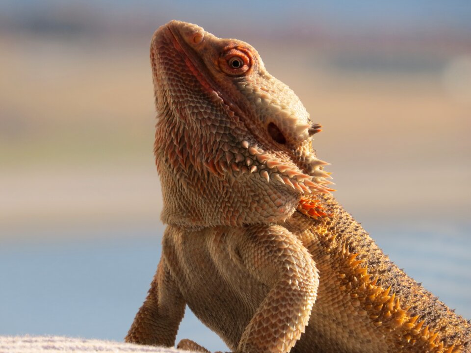 Critter majestic brown dragon
