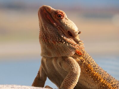 Critter majestic brown dragon