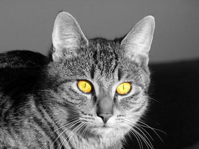 Shining yellow eyes cat's eyes photo