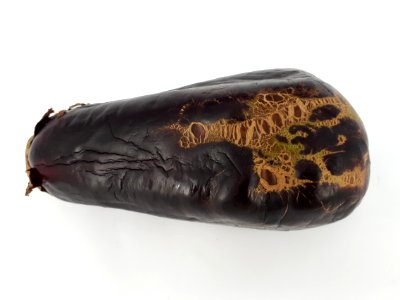 Eggplant scab 2017 C1