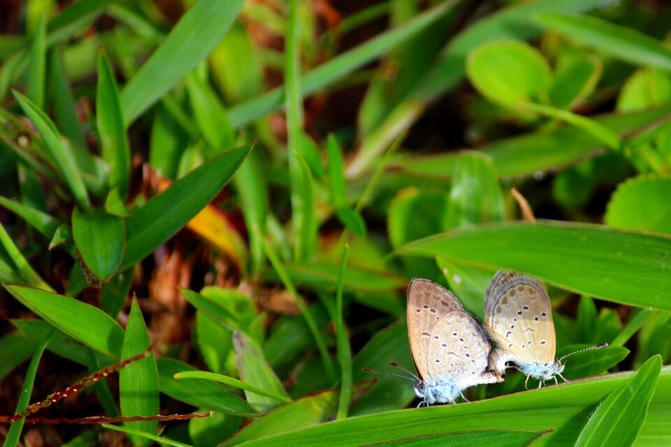 Pair macro animal photo