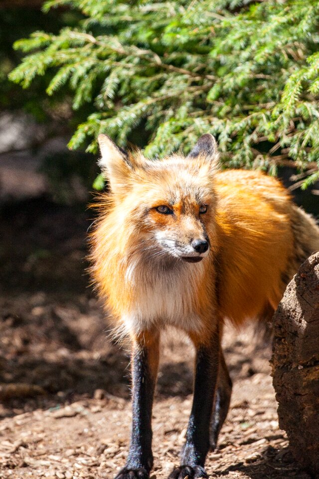 Cheeky wild animal predator