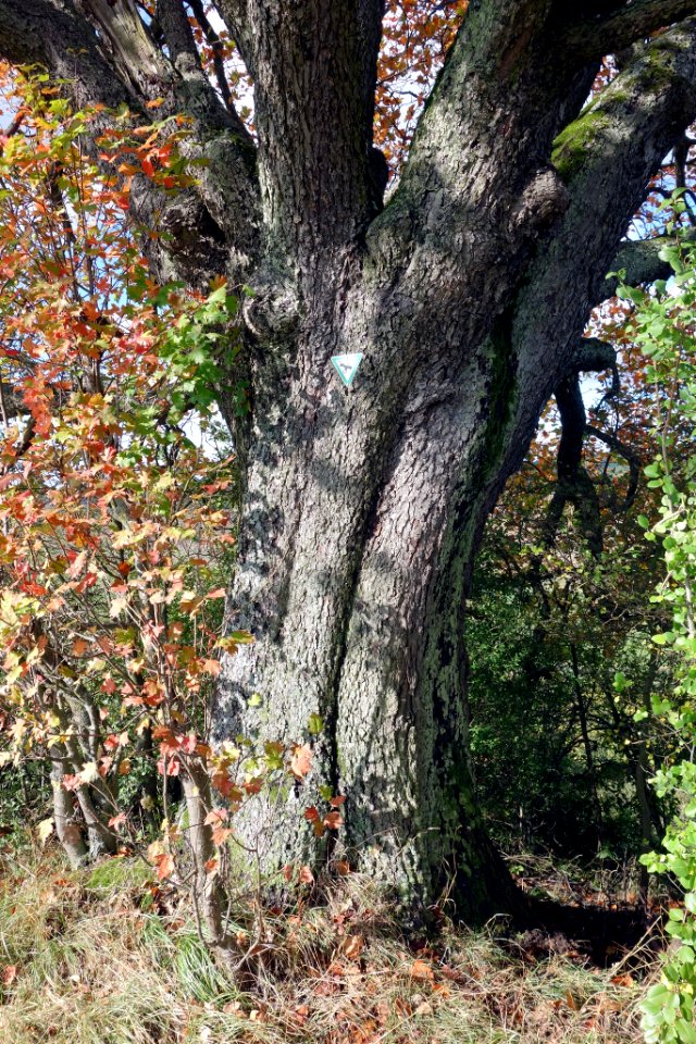 Elsbeere Herpersdorf, 1