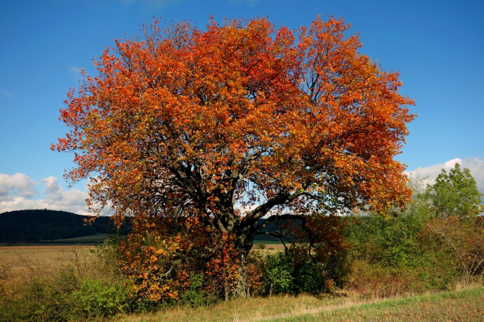 Elsbeere Herpersdorf, 2