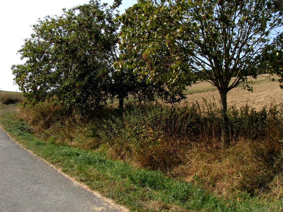 Elsbeeren an Schmalbach-Quelle R0020035