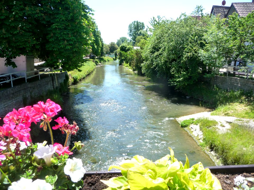 Elsenz in Zuzenhausen 06