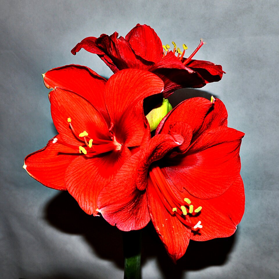 Red blossom bloom