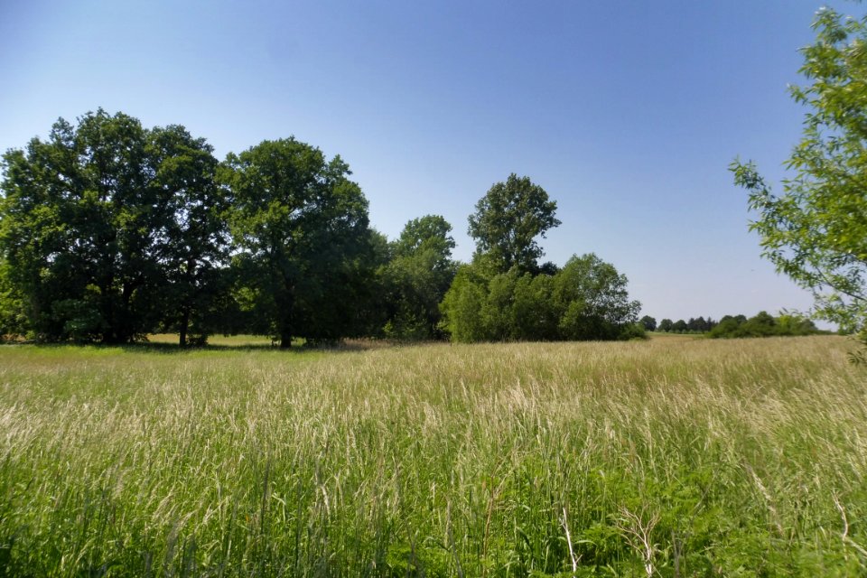 Elsen - Elser Holz-Rottberg - 5