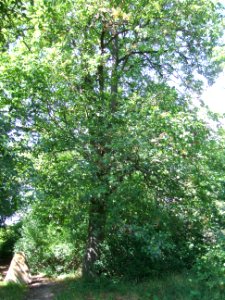 Elsbeere Galgenberg 3