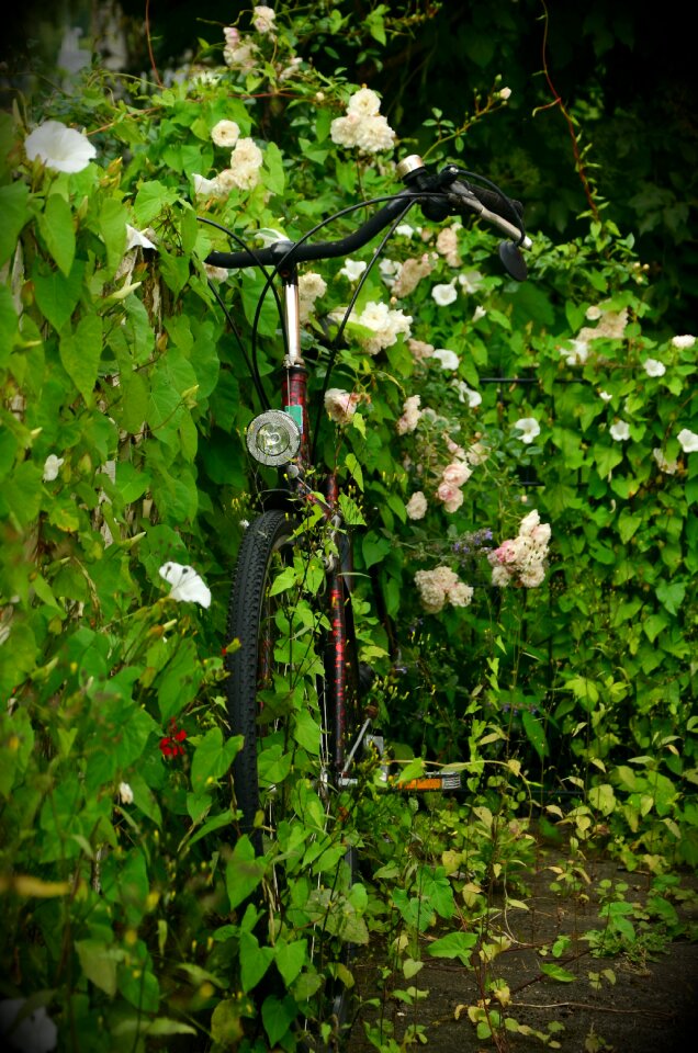 Flowering shrub flowering hedge green