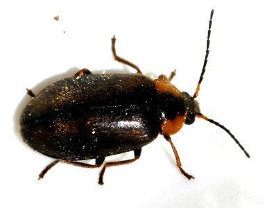 Elodes-marginata-10-fws