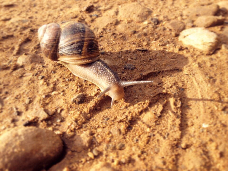 Nature wildlife cute