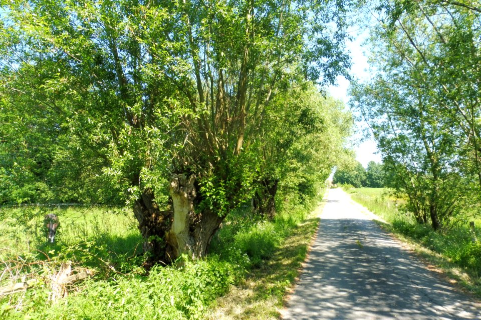 Elsen - Elser Holz-Rottberg - 6
