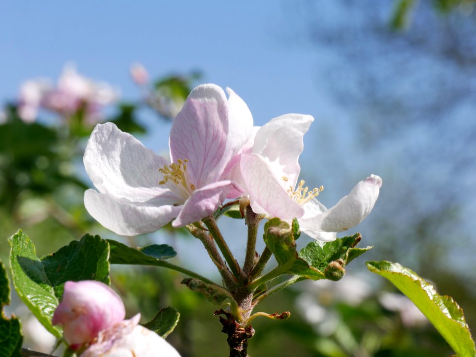 Elstar Freilichtmuseum Roscheider Hof Blüte H8