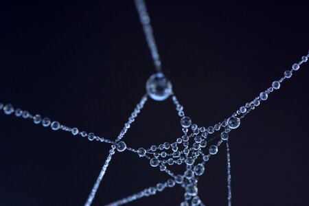 Cobweb web frost photo