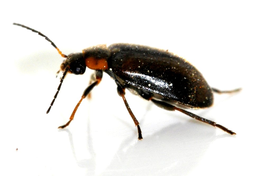 Elodes-marginata-08-fws