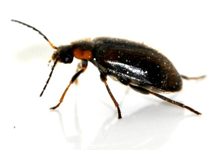 Elodes-marginata-08-fws