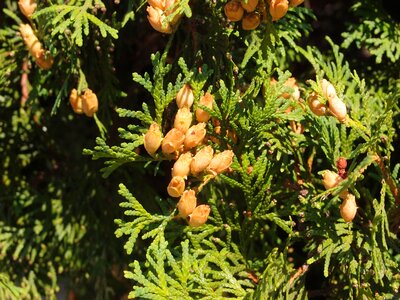 Needles trees pine cone photo