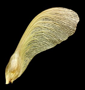 Seed nature season