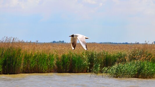 Seagull nature summer