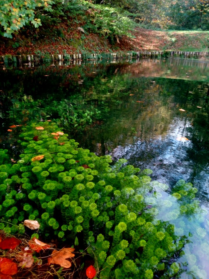 Elodea Canadensis