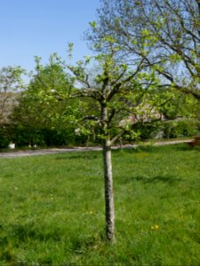Elstar Freilichtmuseum Roscheider Hof Ganzer Baum H2