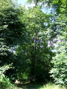 Elsbeere Galgenberg 1