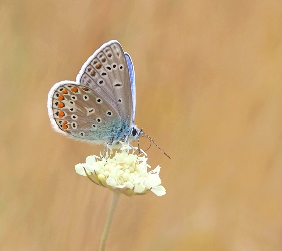 Polyommatus icarus males mood